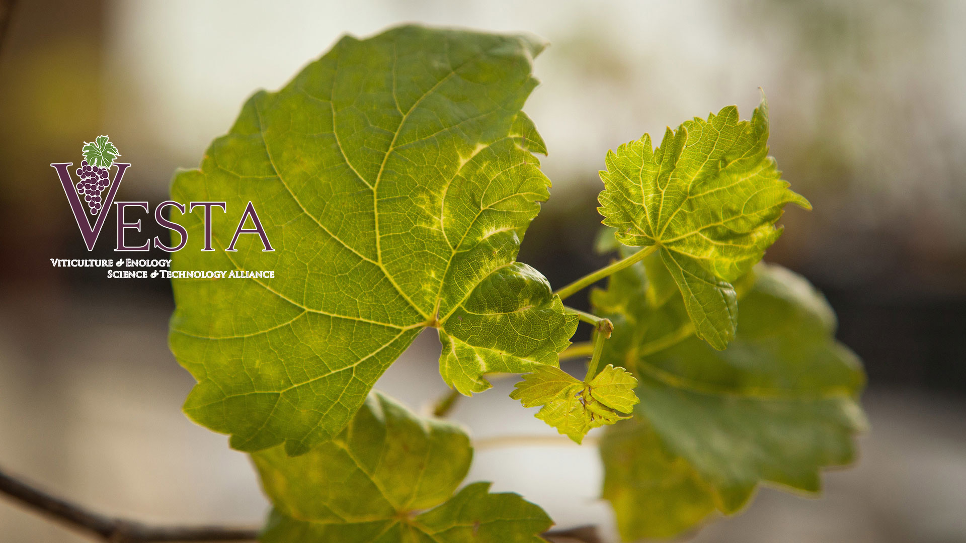 closeup of a grapevine leaf with VESTA Logo